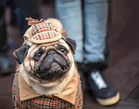 What do you call the successful dog detective? image