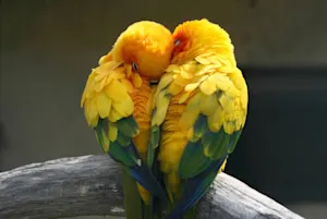 What do you call two birds in love? image
