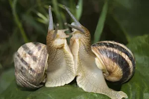 What do you do when two snails fight? image