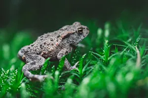 What do you get if you cross a science fiction film with a toad? image