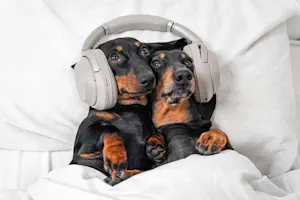 What do you get if cross two young dogs with a pair of headphones? image