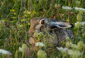 What do you get if you cross a frog with a rabbit? image