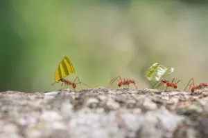 What do you get if you cross some ants with some tics? image