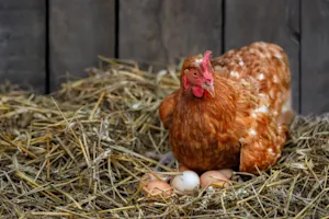 What do you get when a chicken lays an egg on top of a barn? image