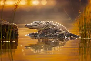 What do you get when you cross a crocodile with a rooster? image