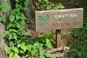 What do you get when you cross poison ivy with a 4-leaf clover? image