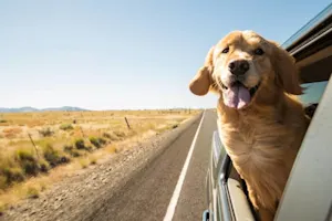 What do you get when you put a car and a dog together? image