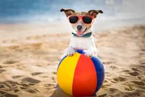 What do you give a dog on a hot summer day? image