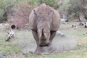What do you give an angry rhino? image