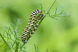What does a caterpillar do on New Years Day? image