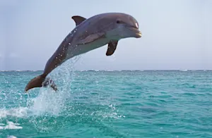 What does a dolphin say when it's confused? image