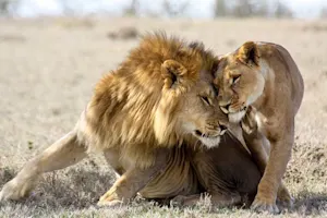 What does a female lion call her mate? image