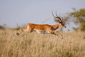 What does a lion call an antelope? image