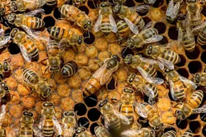 What does a queen bee do when she burps? image