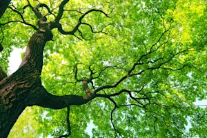 What does a tree say when asked how they are doing? image