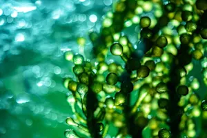 What does algae do when it's in trouble? image