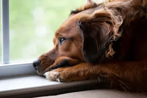 What does the dog say when he's had a bad day? image