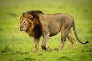 What does the lion say to his friends before they go out hunting for food? image