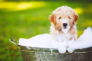 What dog loves to take bubble baths? image