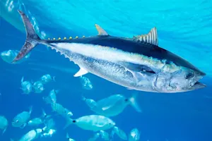 What fish loves to play in a band? image