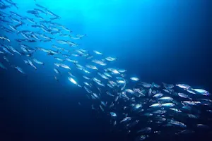 What fish only swims at night? image