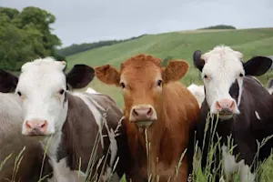 What game do cows play at parties? image