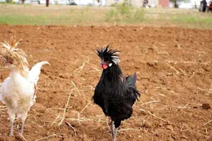 What happened to the chicken whose feathers were all pointing the wrong way? image