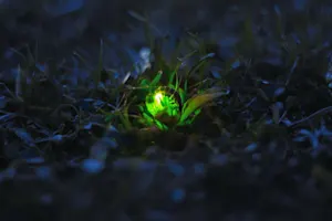 What happened to the glow worm who was squashed? image