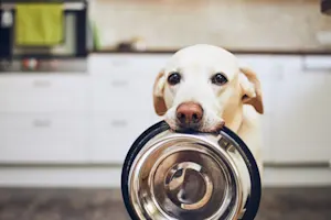 What happened when the dog swallowed a clock? image