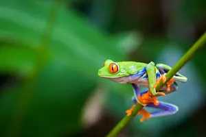 What happened when the frog joined the cricket team? image