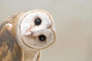 What happened when the owl lost his voice? image