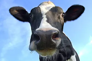 What happens when a cow doesn't shave? image