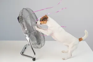 What happens when a dog catches a nice breeze? image