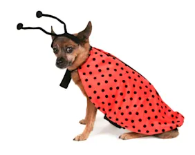 What insect thinks it's a dog? image