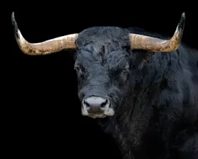 What instrument does a bull from Paris play? image