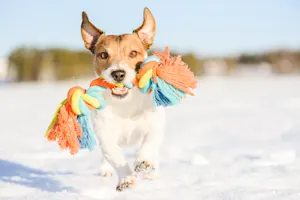 What is a canine's favorite toy to play with in the snow? image