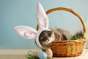What is a cat's favorite candy on Easter? image