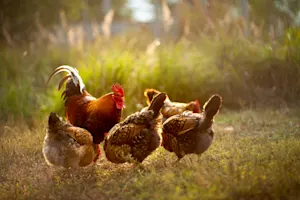 What is a chicken's favorite vegetable? image