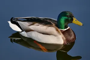 What is a duck's favorite snack? image