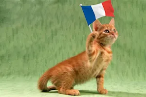 What is a French cat's favorite pudding? image