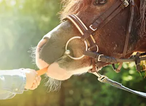 What is a pony's favorite condiment? image