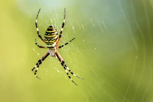 What is a spider's favorite book? image