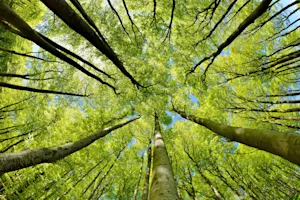 What is a tree's least favorite month? image