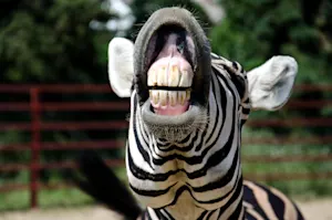 What is a zebra's favorite product for dental hygiene? image