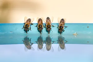 What is an insect's favorite beverage? image