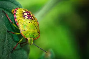 What is an insect's favorite game? image