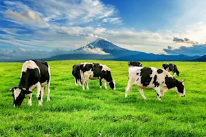 What is another name for a cow? image
