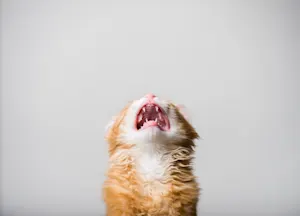 What is it called when a cat throws a temper tantrum? image