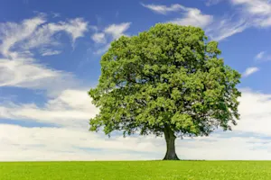 What is it called when a tree takes time off from work in autumn? image