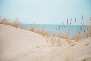 What is sand's favorite movie? image